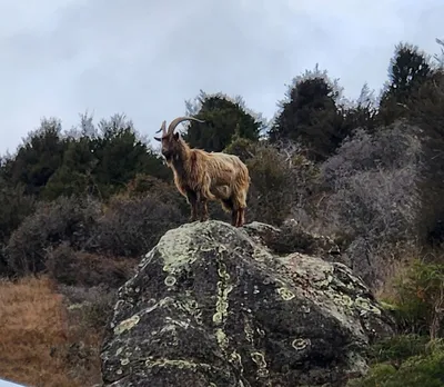 The goat, supervising from the rock.