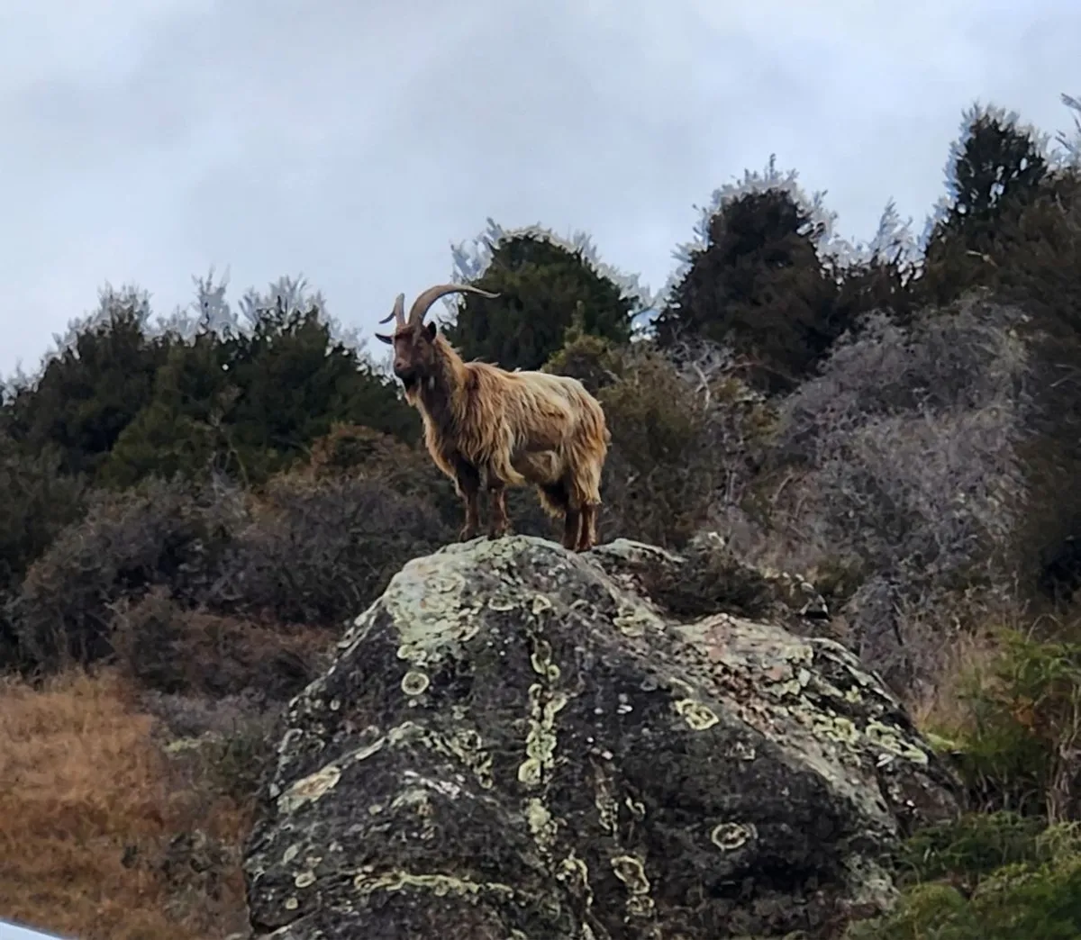 The goat, supervising from the rock.